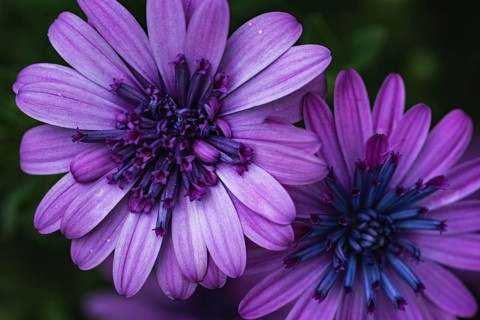 Cape basket (Osteospermum) two violet flowers in detailed close-up with dark, blue-violet flower