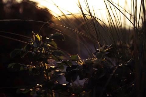Wild rose (Rosa sp.) Branch with still unripe rose hips and shiny leaves in the foreground,