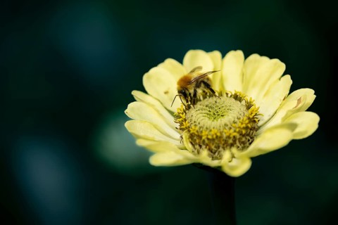 Bee (Apidae) on small yellow flower, close-up with blurred background in soft, warm light,