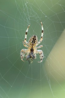 Wheel web spider (Araneidae) adult spider hangs upside down in a fine wheel web and holds a