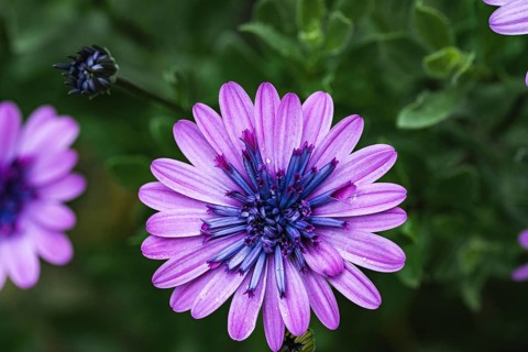 Cape basket (Osteospermum) purple flower with blue centre against a blurred green background in