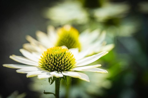 White Coneflower (Echinacea purpurea) white petals with green, spiky flower cone in close-up in