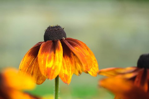 Rudbeckia hirta, single flower with orange-yellow, slightly drooping petals and dark flower centre