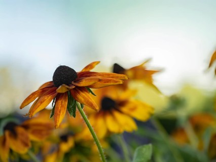 Rudbeckia hirta, single yellow-orange flower with dark flower centre in low perspective in front of