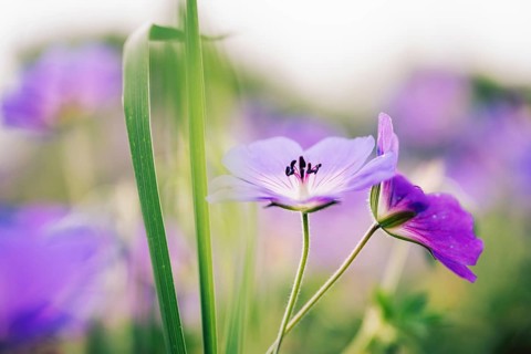 Cranesbill (Geranium sp.), atmospheric close-up of delicate purple flowers with selective sharpness