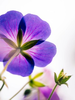 Cranesbill (Geranium sp.), atmospheric close-up of a purple flower from behind in soft backlight