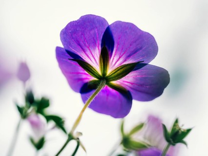 Cranesbill (Geranium sp.), close-up of a purple flower from below with translucent petals in soft,