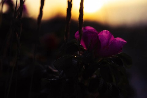 Potato rose (Rosa rugosa), magenta-coloured flower in soft, warm backlighting against a blurred