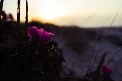 Potato rose (Rosa rugosa), single magenta-coloured flower in soft, warm backlight, Schillig, Lower