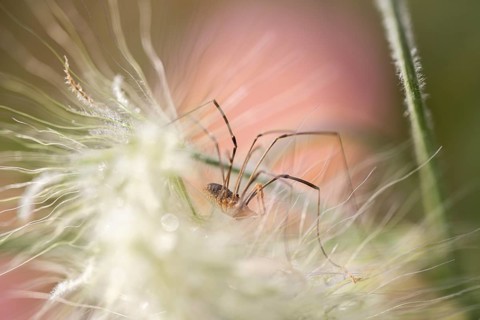 Weavers (Opiliones) fine macro shot of a long-legged arachnid between fluffy plant fibres with