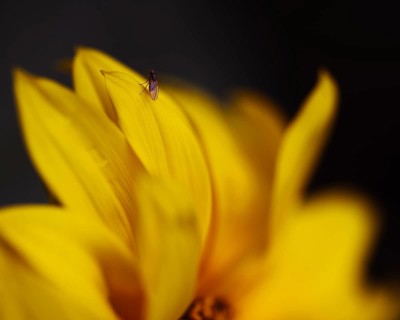 Sunflower (Helianthus annuus) detailed artistic close-up of yellow petals with small insect on one