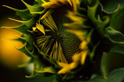 Sunflower (Helianthus annuus) detailed artistic close-up of an opening flower head with green