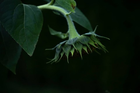 Sunflower (Helianthus annuus) closed flower bud from behind with green bracts and hairy stem in
