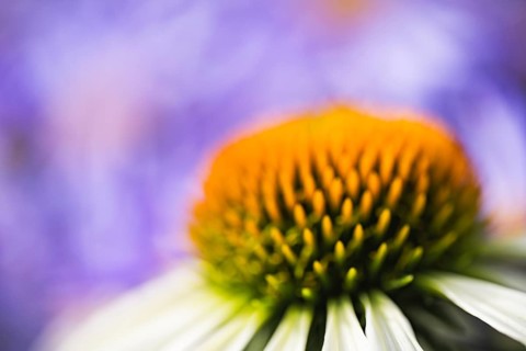 Coneflower (Echinacea) abstract artistic close-up of the flower cone with blurred petals and violet