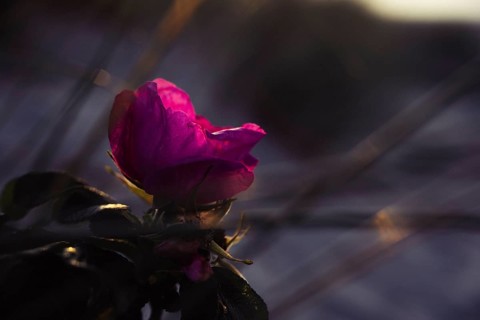 Potato rose (Rosa rugosa), single magenta-coloured blossom against the light, artistic, detailed