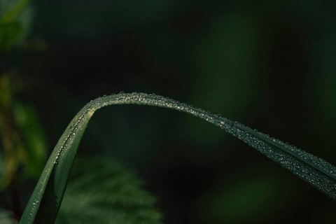 Blade of grass (Poaceae) bent blade of grass with fine dew drops along the edge, detailed artistic