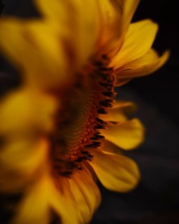 Sunflower (Helianthus annuus) detailed artistic close-up of a yellow flower in side view, with