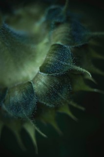 Sunflower (Helianthus annuus) detailed artistic macro shot of the hairy bracts and fine structures