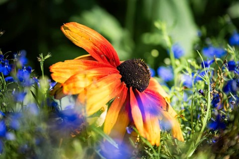 Rudbeckia hirta, artistic close-up of a yellow-orange flower with a dark flower centre between