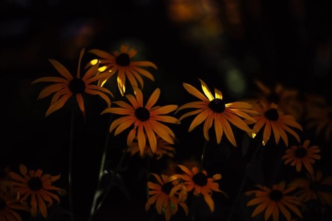 Coneflower (Rudbeckia) several yellow flowers with dark centre in front of a deep dark background,