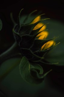 Sunflower (Helianthus annuus) detailed artistic close-up of a still closed flower bud from the back