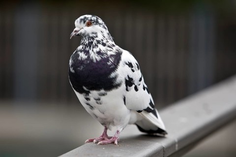 Pigeon (Columbidae) on a railing, Essen, Ruhr area, North Rhine-Westphalia, Germany