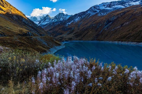 The reservoir Lac de Moiry, in front a bush with blooming sally (Chamaenerion angustifolium),