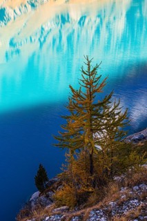 Small larch tree (Larix decidua), mountain meadow reflected in the turquoise-coloured reservoir Lac