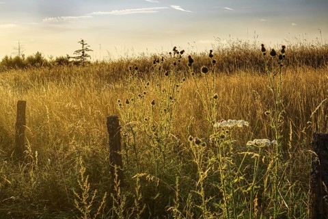 Peaceful summer meadow after sunrise with golden light, Siegen