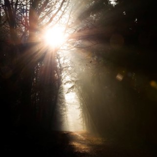 Glowing sunrays, light and darkness, shadow, foggy forest in dark tones, sunrays, bright, autumn,