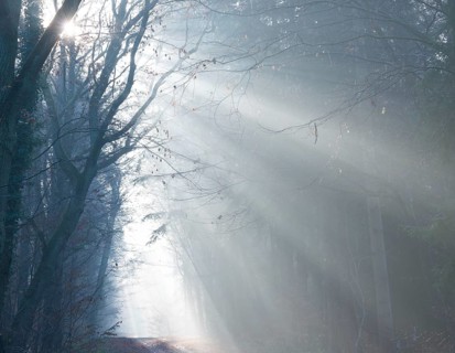 A foggy forest in shades of blue, cool rays of sunshine, light, autumn atmosphere, path, flooded