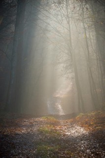 Forest trail with gentle incoming sunlight disappears in the distance into fog, calm, quiet