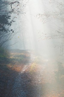 Forest trail with gentle incoming sunlight disappears in fog, calm, quiet atmosphere, glowing