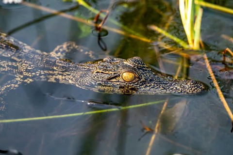 Young animal, Nile crocodile in swamp, Xakanaxa Lagoon, Okavango Delta, Moremi Game Reserve,