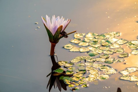 Water Lily, Xakanaxa Lagoon, Okavango Delta, Moremi Game Reserve, Botswana