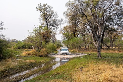 Safari car, off-road car driving through a river, Xakanaxa, Moremi Game Reserve, Botswana