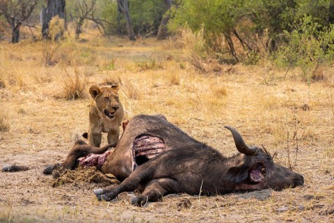 Kill, lion (Panthera leo) eating buffalo Xakanaxa, Moremi Game Reserve, Botswana