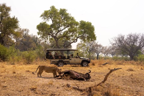 Safari car with tourists, kill, lion (Panthera leo) eating buffalo Xakanaxa, Moremi Game Reserve,