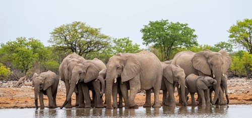 Herd of animals, animal family with young, African elephant (Loxodonta africana) drinking at a
