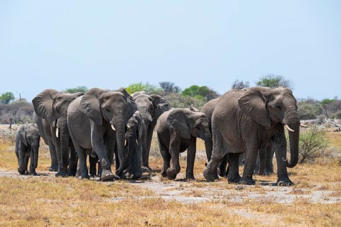 Herd of animals, animal family with young, African elephant (Loxodonta africana), Etosha National