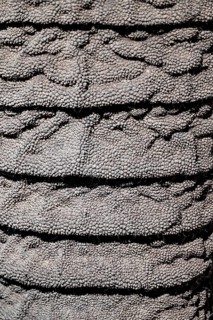 Detail, skin on trunk, African elephant (Loxodonta africana), Etosha National Park, Namibia
