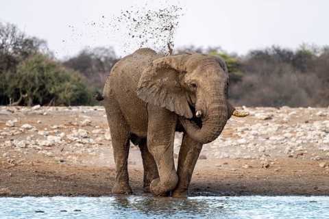 African elephant (Loxodonta africana) splashing itself with mud, Etosha National Park, Namibia