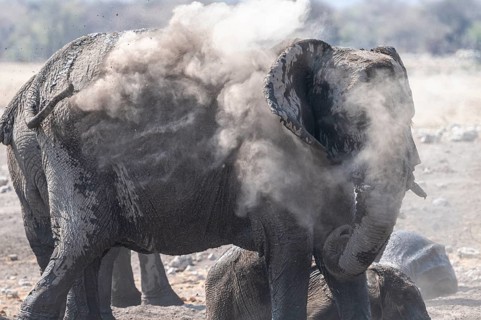 African elephant (Loxodonta africana) dusting itself, skin care with dust, Etosha National Park,