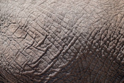 Detail, skin, African elephant (Loxodonta africana), Etosha National Park, Namibia