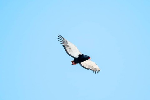 Bateleur (Terathopius ecaudatus), bird of prey flying, Etosha National Park, Namibia