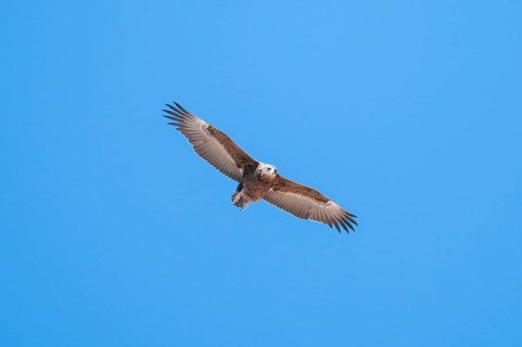 Savannah eagle or eagle of prey (Aquila rapax), bird of prey flying, Etosha National Park, Namibia