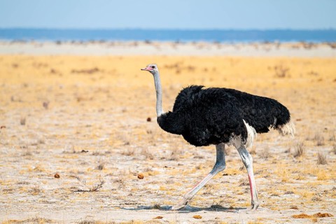 Male common ostrich (Struthio camelus) running through savannah, Etosha National Park, Namibia