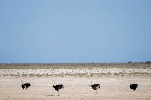 Funny, Four males, Common ostrich (Struthio camelus) running through savannah, Etosha National