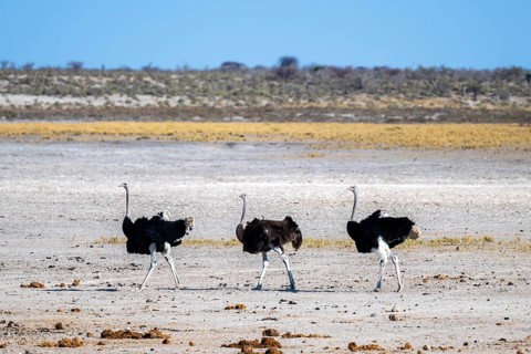 Funny, Three males, Common ostrich (Struthio camelus) running through savannah, Etosha National