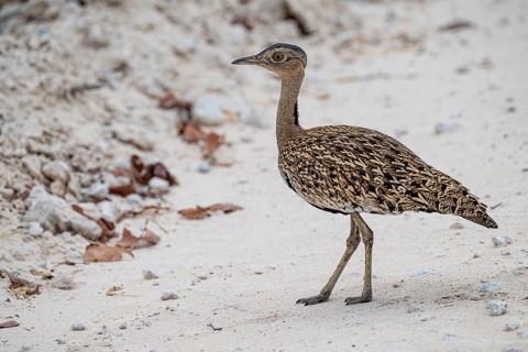 Red-crested Bustard (Lophotis ruficrista), Etosha National Park, Namibia
